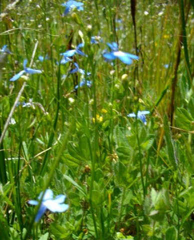 Lobelia neglecta